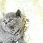 Kalite British Shorthair