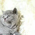 A Kalitede British Shorthair