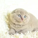 Topac Kafa Lilac Scottish Fold