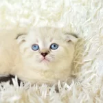 Mas Mavi Gözlü Ns1133 Scottish Fold