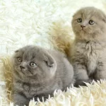 Muhteşem Top Kafa British Scottish Yavrular