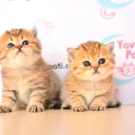 Muhteşem Bebekler Golden British Shorthair