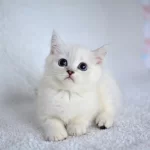 Okyanus Gozlu Silver Point British Shorthair