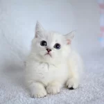 Okyanus Gözlü Silver Point British Shorthair