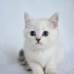 Okyanus Gözlü Silver Point British Shorthair Yavrumuz