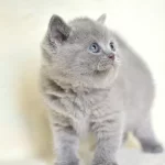Kut Kafa Gri British Shorthair Yavrularımız