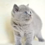 Küt Kafa Gri British Shorthair