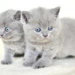 Küt Kafa Gri British Shorthair Yavrularımız