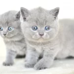 Küt Kafa Gri British Shorthair Yavrularımız