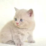Top Kafalı Lac British Shorthair