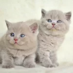 Top Kafalı Lac British Shorthair Yavrularımız