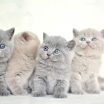 Muhteşem Kalitede British Shorthair Yavrularımız