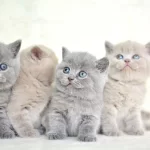 Okyanus Gozlu Silver Point British Shorthair Yavrumuz