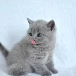 Showw Kalite Gri British Shorthair Yavrumuz