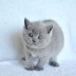 Top Kafa Gri British Shorthair Yavrumuz
