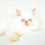 Bulut Gozlu Beyaz Iran Persian