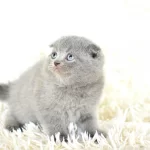 Top Kafa Gri Scottish Fold