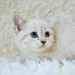 Şampi Yon Soyundan Lynx British Shorthair