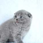 Kıvrık Kulaklı Gri Scottish Fold Shorthair