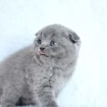 Kucak Delisi Gri Scottish Fold Shorthair