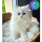 Patili Melek Silver British Longhair yavrumuz