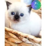 Şık Çikolata Point British Shorthair Yavrumuz