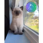 Şık Çikolata Point British Shorthair Yavrumuz