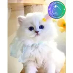 Gösterişli Silver British Longhair yavrumuz