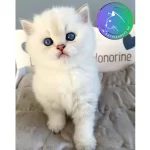 Ev Ortamına Alışkın Silver British Shorthair