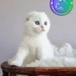 Kar Topu Silver Scottish Fold Shorthair Yavrumuz
