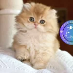 Golden Yeleli British Longhair yavrumuz