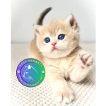Buz Mavisi Gözleriyle Goldenpawn British Shorthair