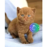 Minik Çikolata Topu Chocolate British Shorthair