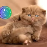 Kakao Tüy Mucizesi Chocolate British Shorthair