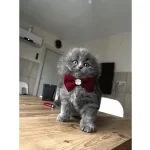 Pofidik Tüylü Scottish Fold Yavrular