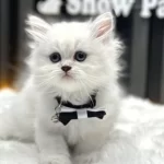 BRİTİSH LONGHAIR SİLVER POİNT