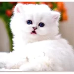 Patili Melek Silver British Longhair yavrumuz