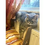 Skotish Ile British Kırması Kısır Sakin Mizaclı Erkek