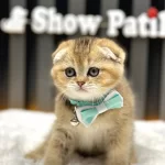 Show Class Scottish Fold Golden