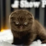 Cinnamon Scottish Fold