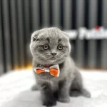 Scottish Fold Kul Rengi