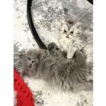 3 Aylık British Longhair Cins Yavrular – Ev Ortamında
