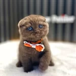 Cinnamon Scottish Fold