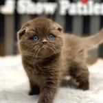 Scottish Fold Cinnamon Üst Düzey