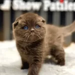 Scottish Fold Cinnamon