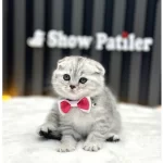 Scottish Fold Silver Yavrumuz