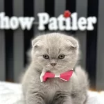Scottish Fold Show Kalite