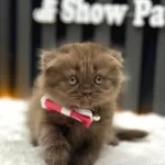 Cinnamon Scottish Longhair