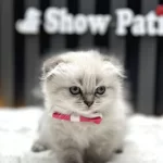 Scottish Longhair Lynx Point