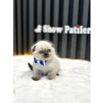 Scottish Fold Blue Point